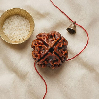 5 Mukhi Rudraksha